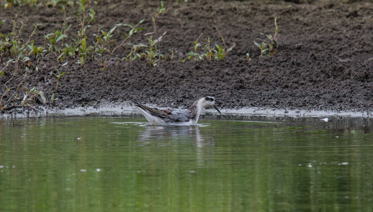 Red Phalarope - ML260643561