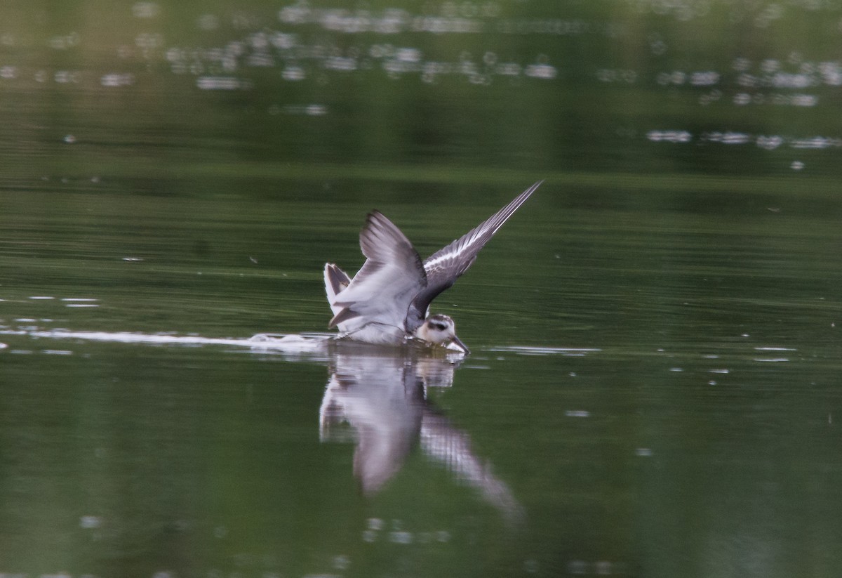 polarsvømmesnipe - ML260643571