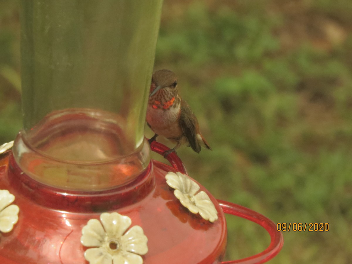 Rufous Hummingbird - ML260644931