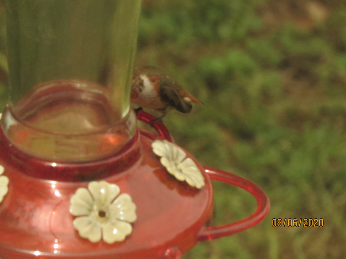 Rufous Hummingbird - ML260644951