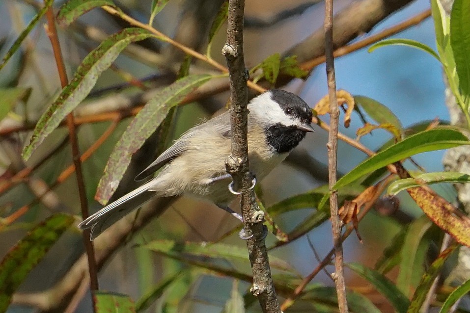 Carolina Chickadee - ML260650001