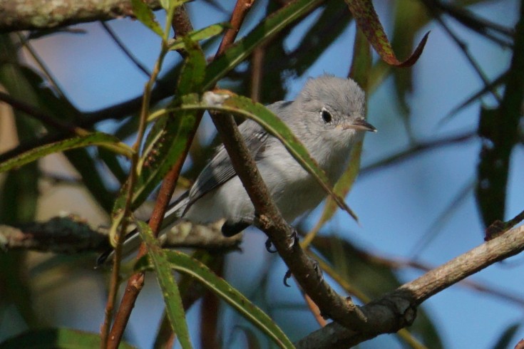 Blue-gray Gnatcatcher - ML260650021