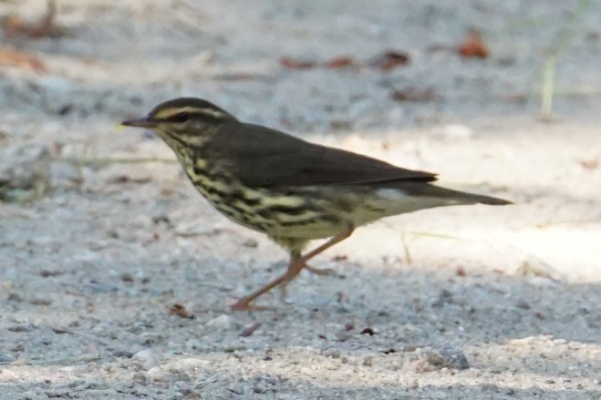 Northern Waterthrush - ML260650171