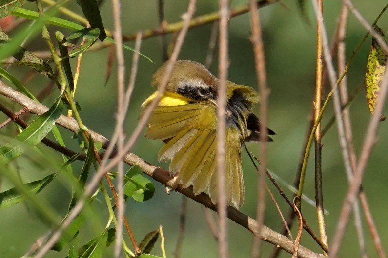 Common Yellowthroat - ML260650261