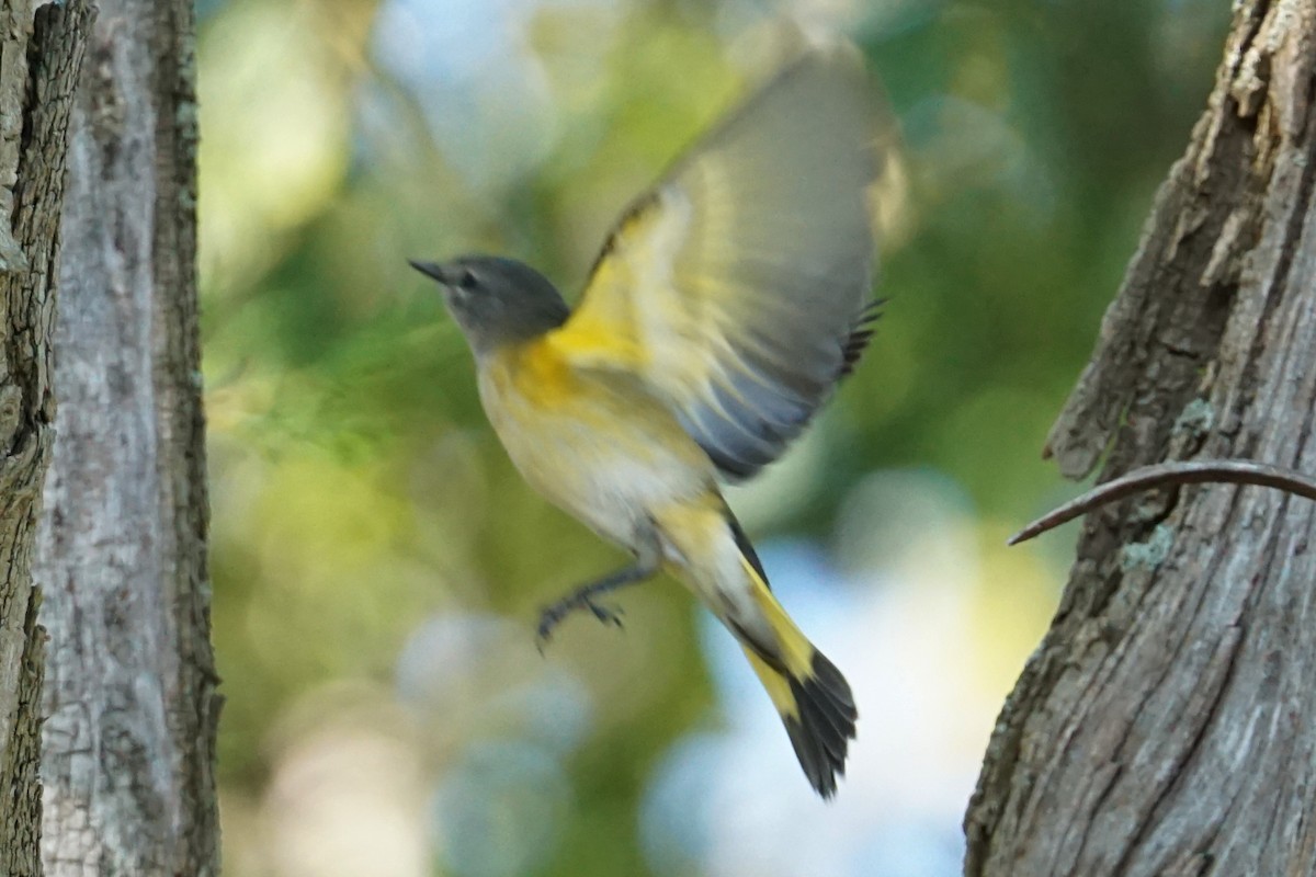 American Redstart - ML260650341