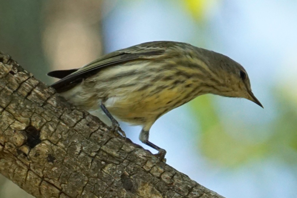 Cape May Warbler - Matthew Crittenden