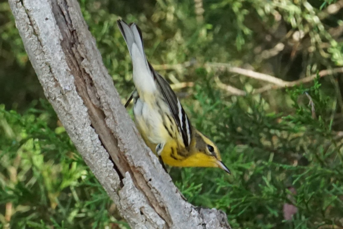 Blackburnian Warbler - ML260650511