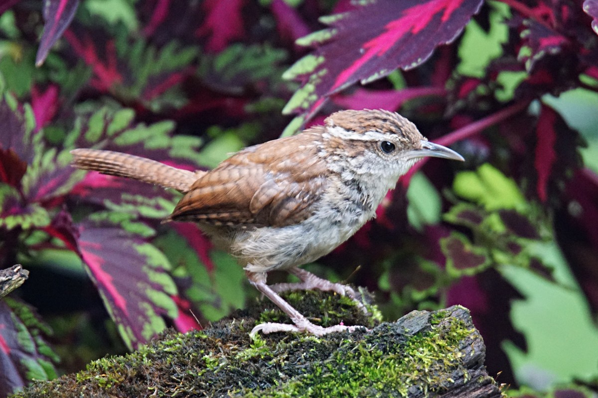 Carolina Wren - ML260653431