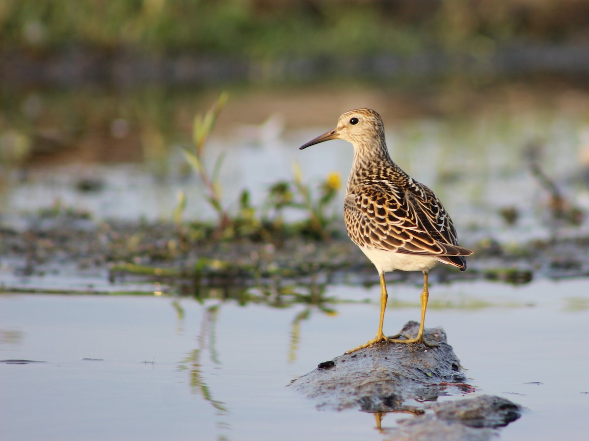 Pectoral Sandpiper - Stephen Turner