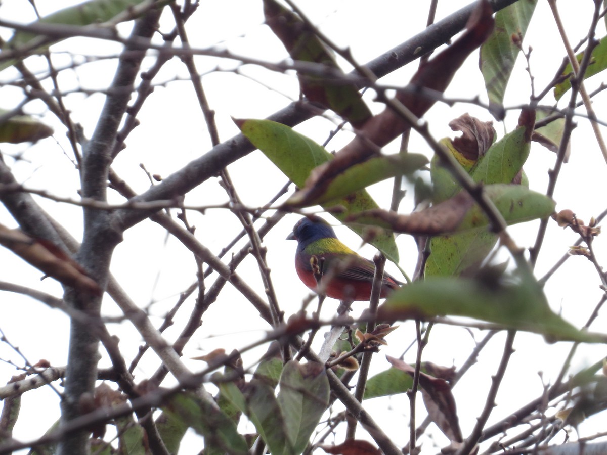 Painted Bunting - ML26065511