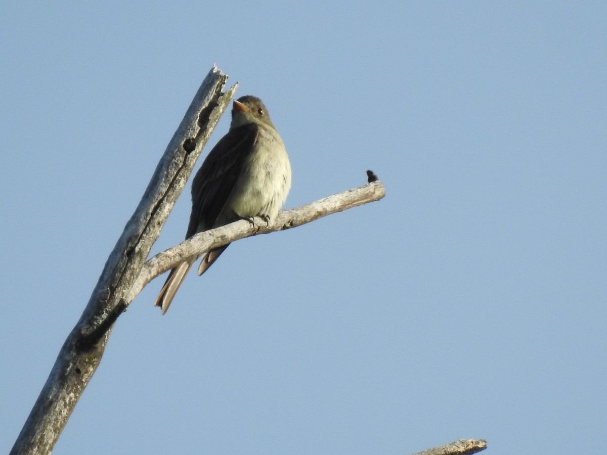 Hellbauch-Schnäppertyrann - ML260660151