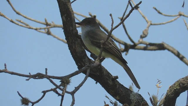 Swainson's Flycatcher (swainsoni Group) - ML260660671