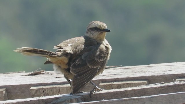 マミジロマネシツグミ - ML260661201