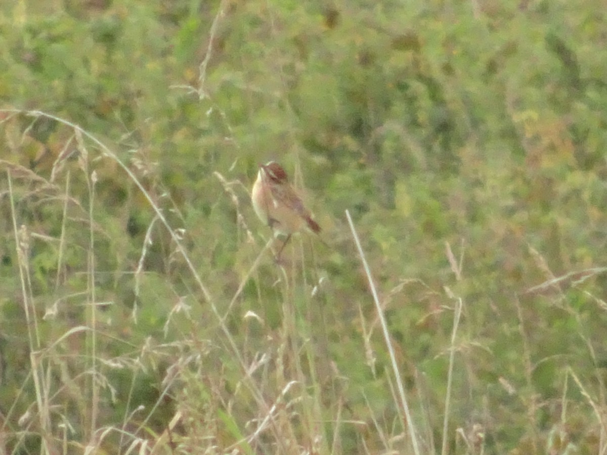 Whinchat - ML260662321