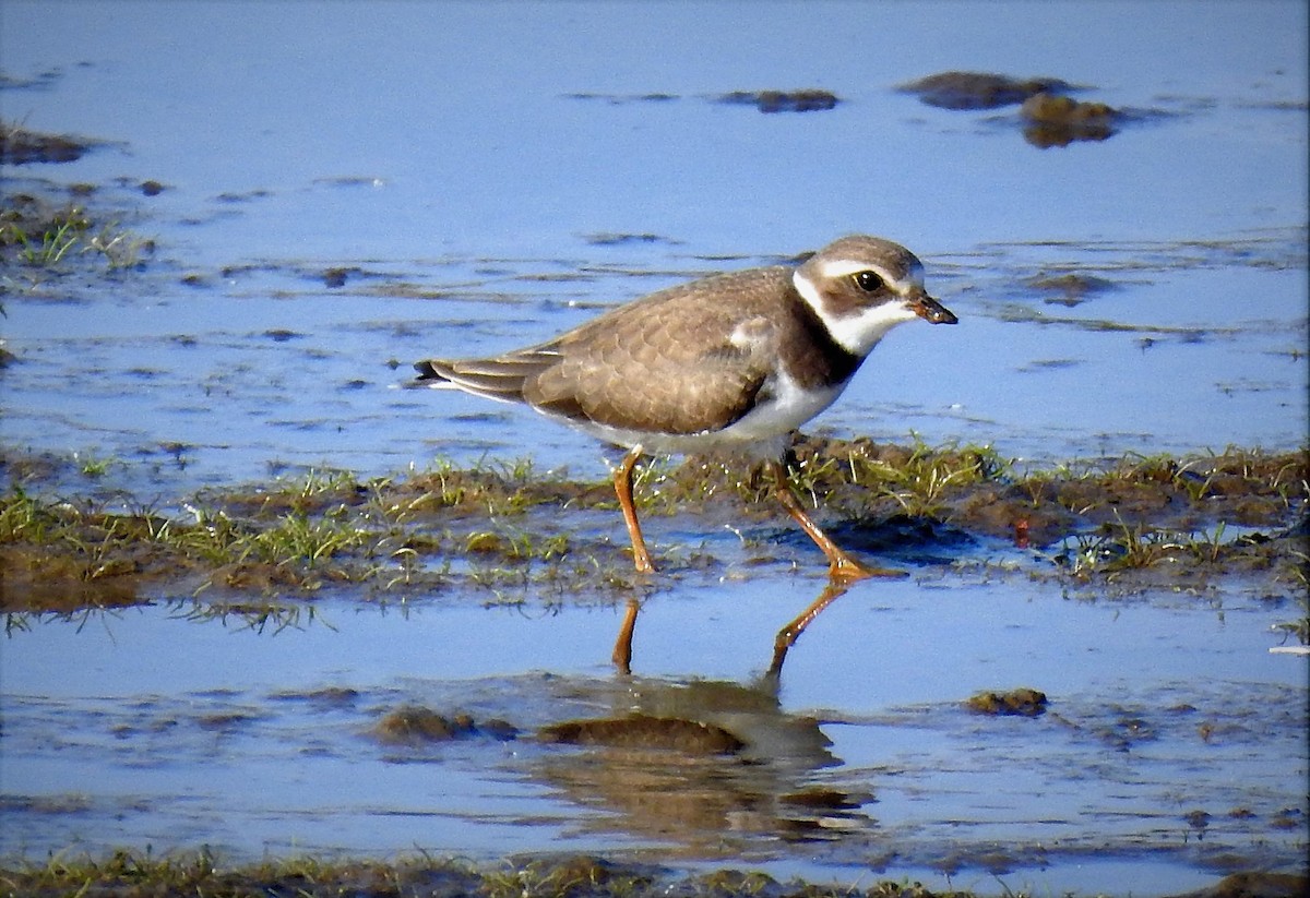 Semipalmated Plover - ML260662331