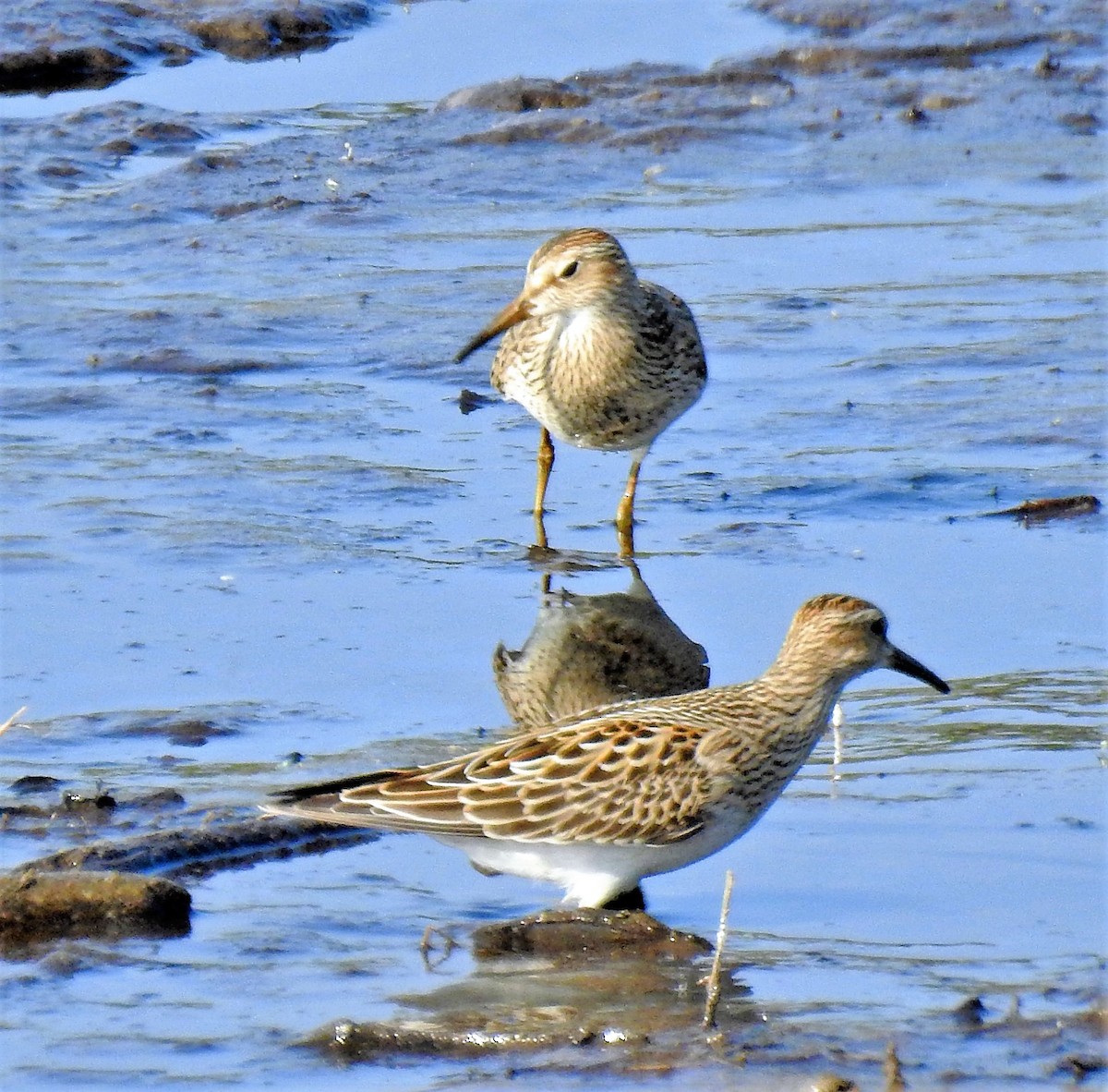 Graubrust-Strandläufer - ML260662571