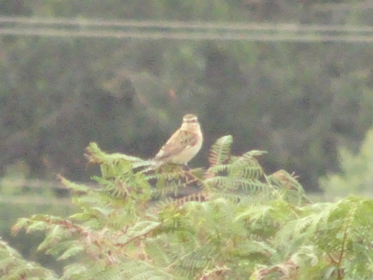 Whinchat - ML260662681