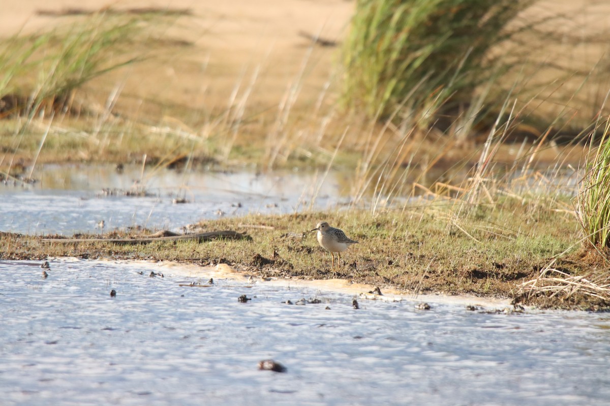 Buff-breasted Sandpiper - ML260663561