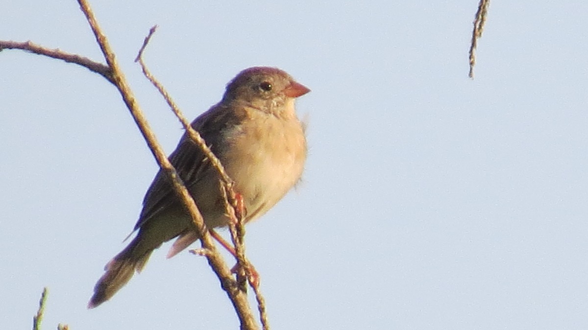 Field Sparrow - ML260663791