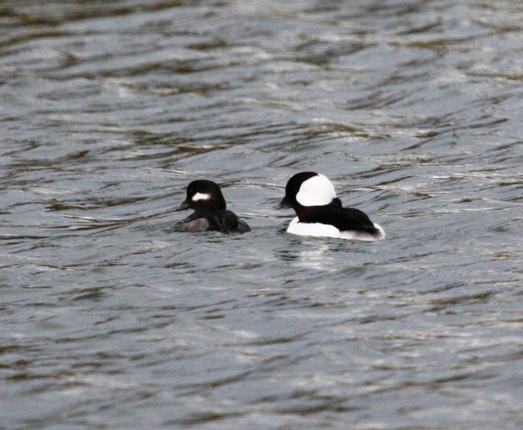 Bufflehead - ML26066421