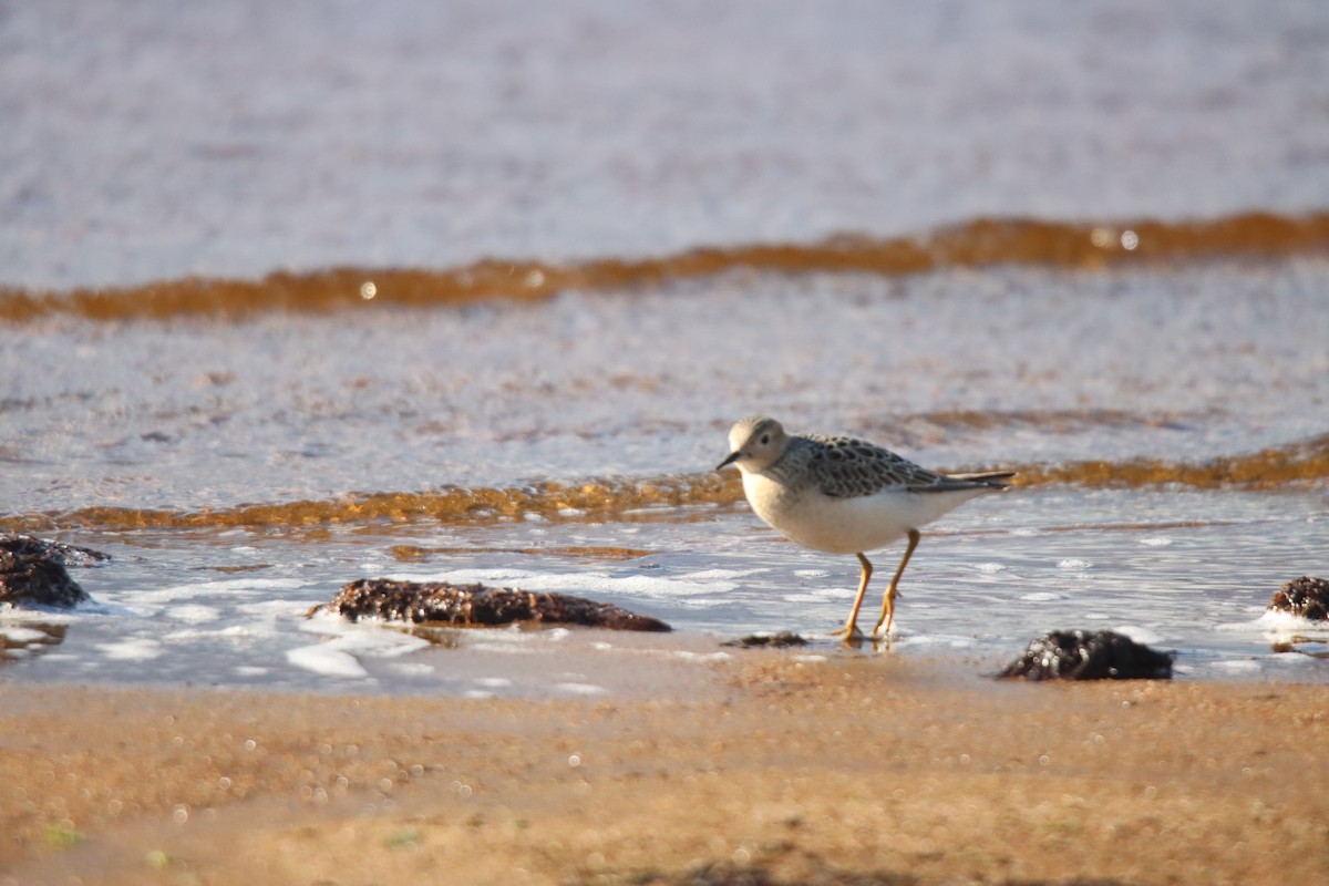 Buff-breasted Sandpiper - ML260664731