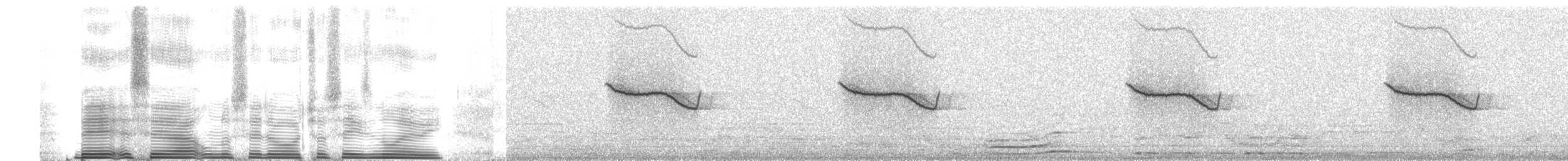 Breitspiegel-Nachtschwalbe - ML260665
