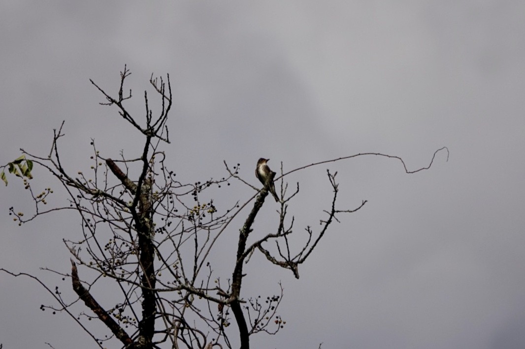 Olive-sided Flycatcher - Jo Fasciolo