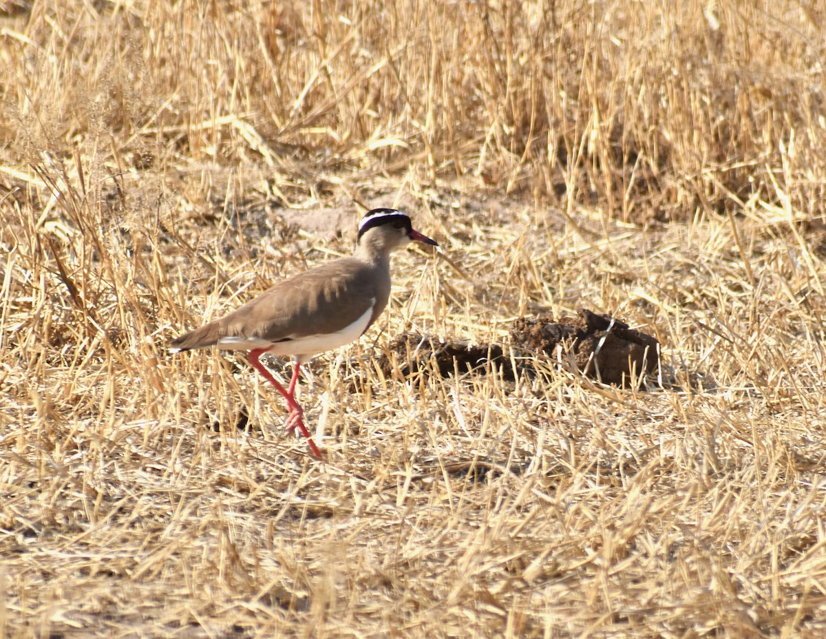 Crowned Lapwing - ML260665061