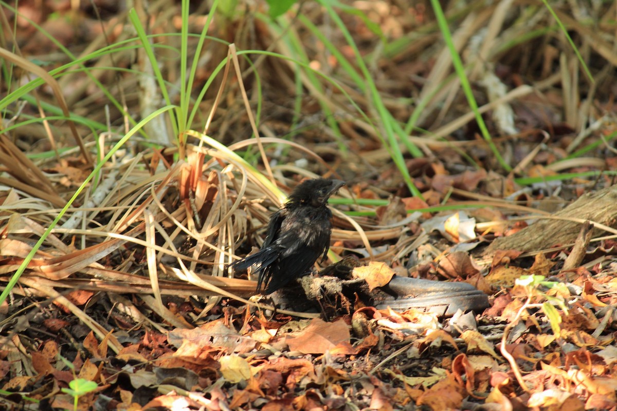 Groove-billed Ani - ML260665271