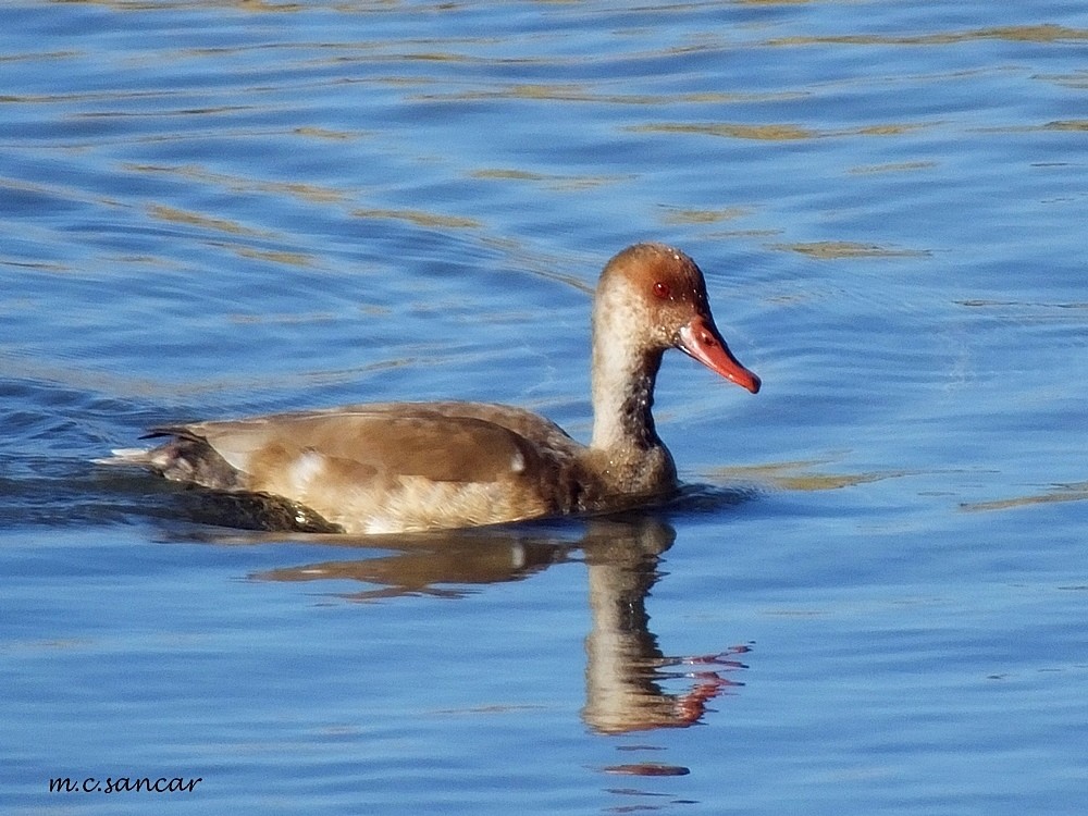 Red-crested Pochard - ML260665371