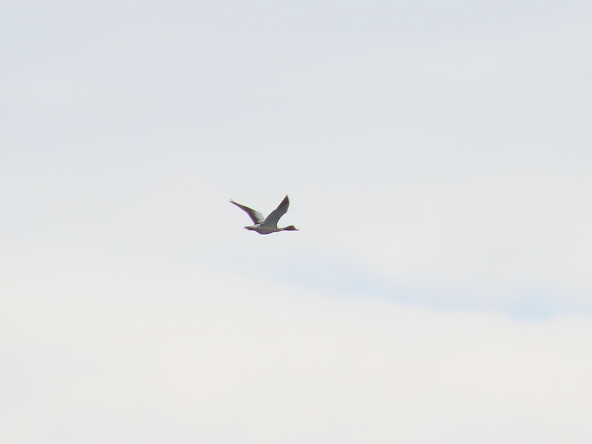 Common Shelduck - David Campbell