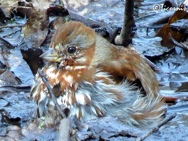 Fox Sparrow (Red) - ML26066691