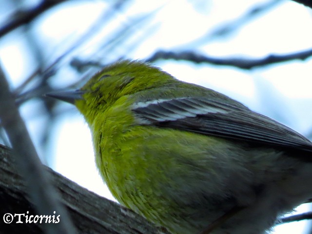 Pine Warbler - ML26066801