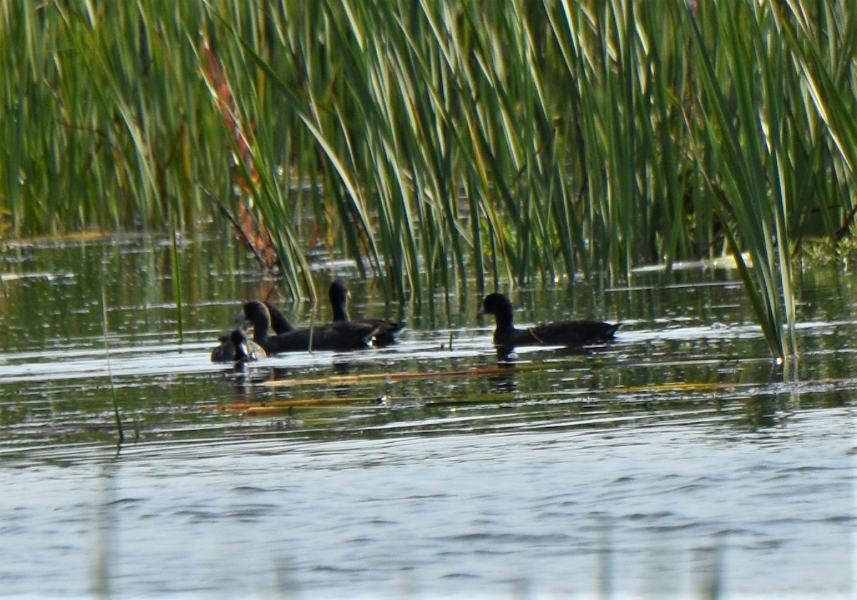 American Coot - ML260669091