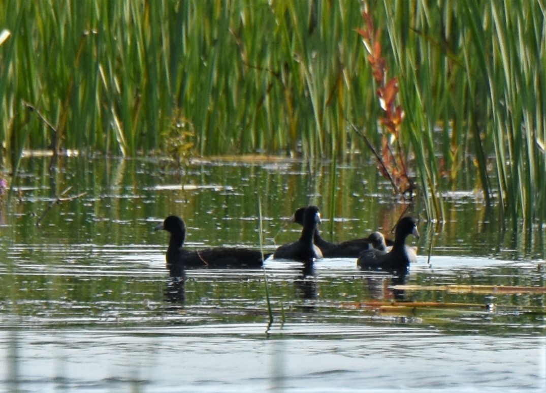 American Coot - ML260669171