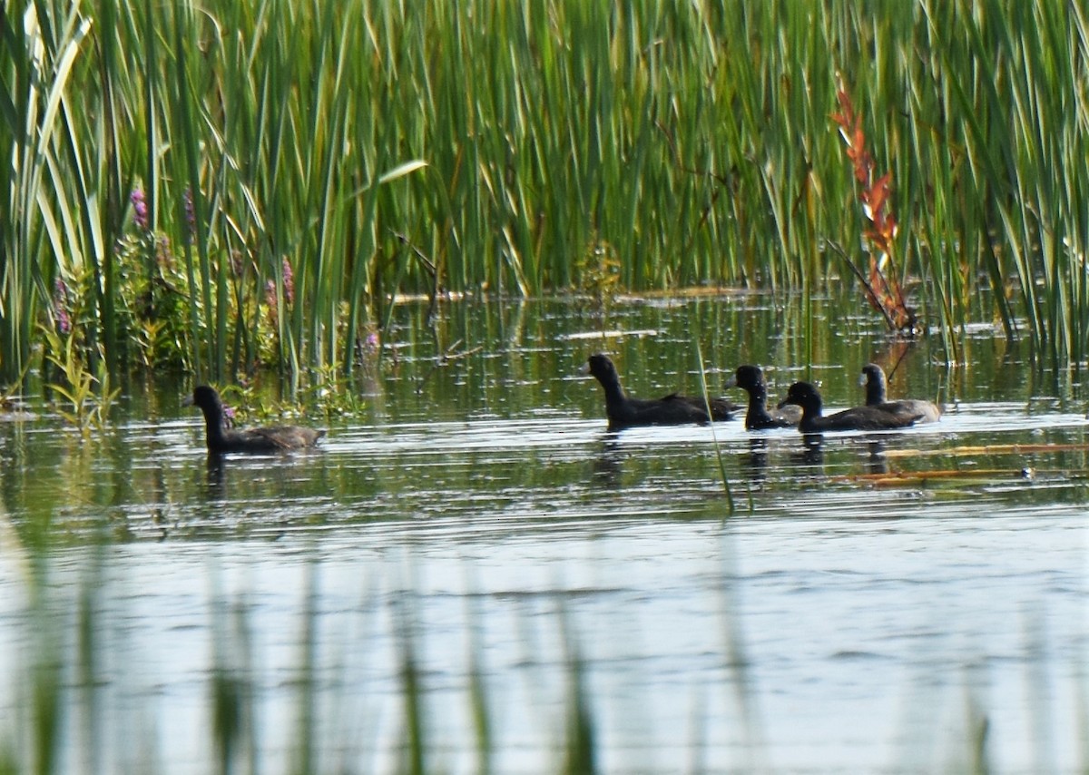 American Coot - ML260669311