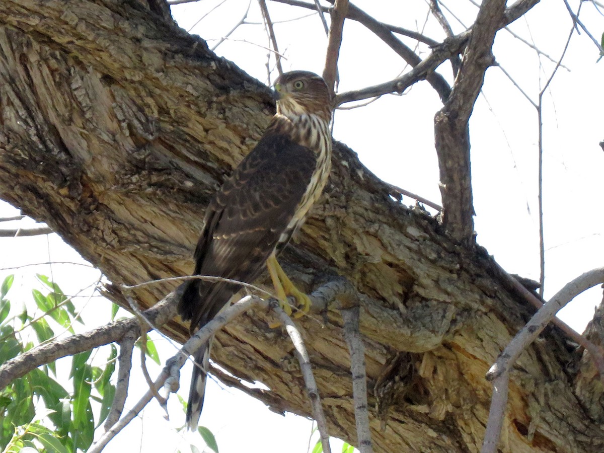 Cooper's Hawk - ML260669681