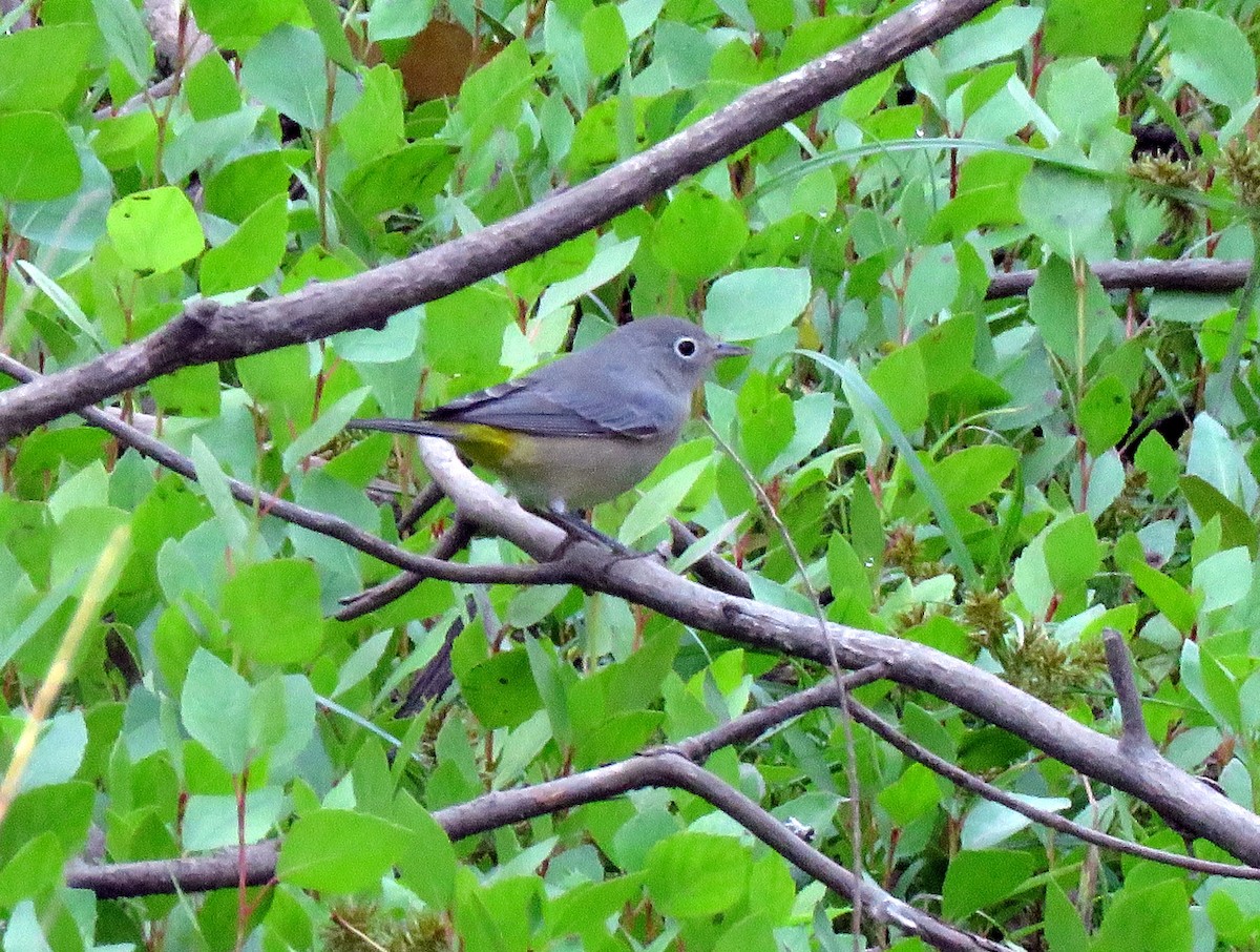 pinjeparula - ML260669691