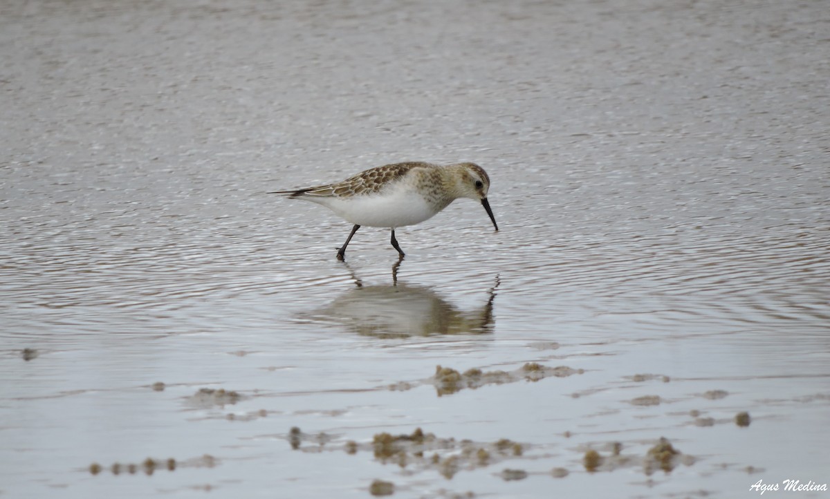 Baird's Sandpiper - ML260669931