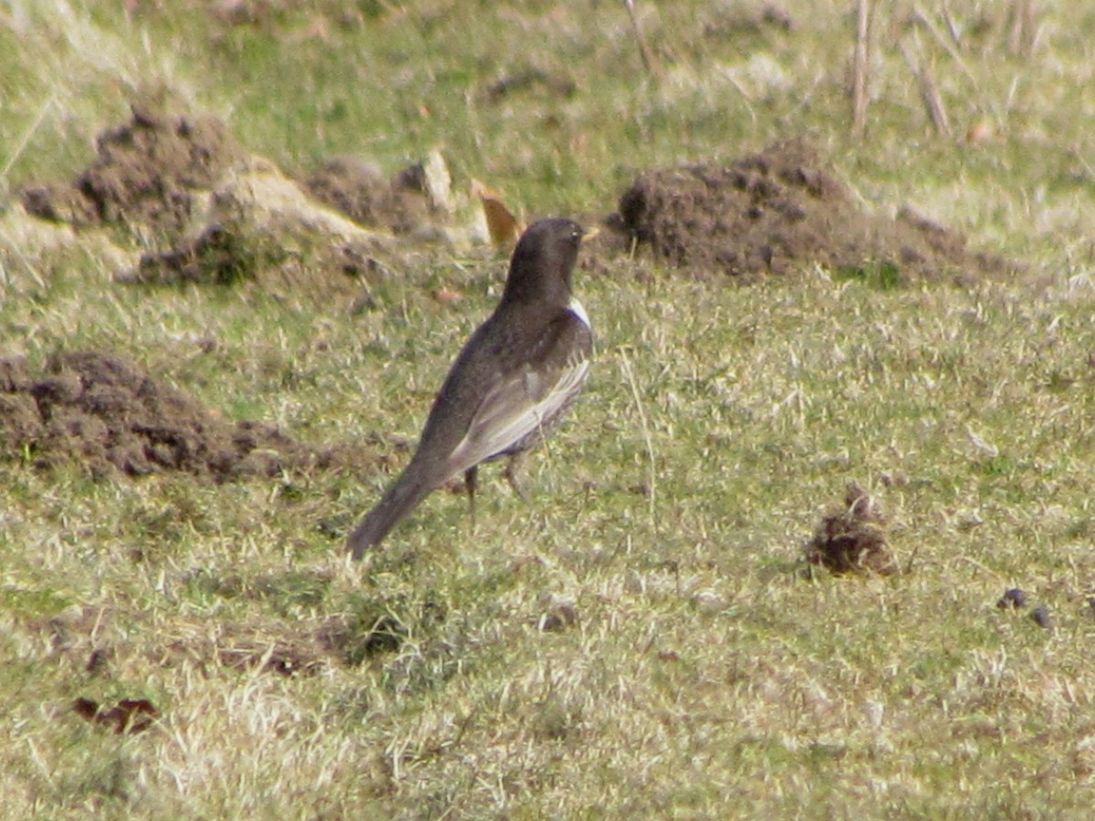 Ring Ouzel - ML26067031
