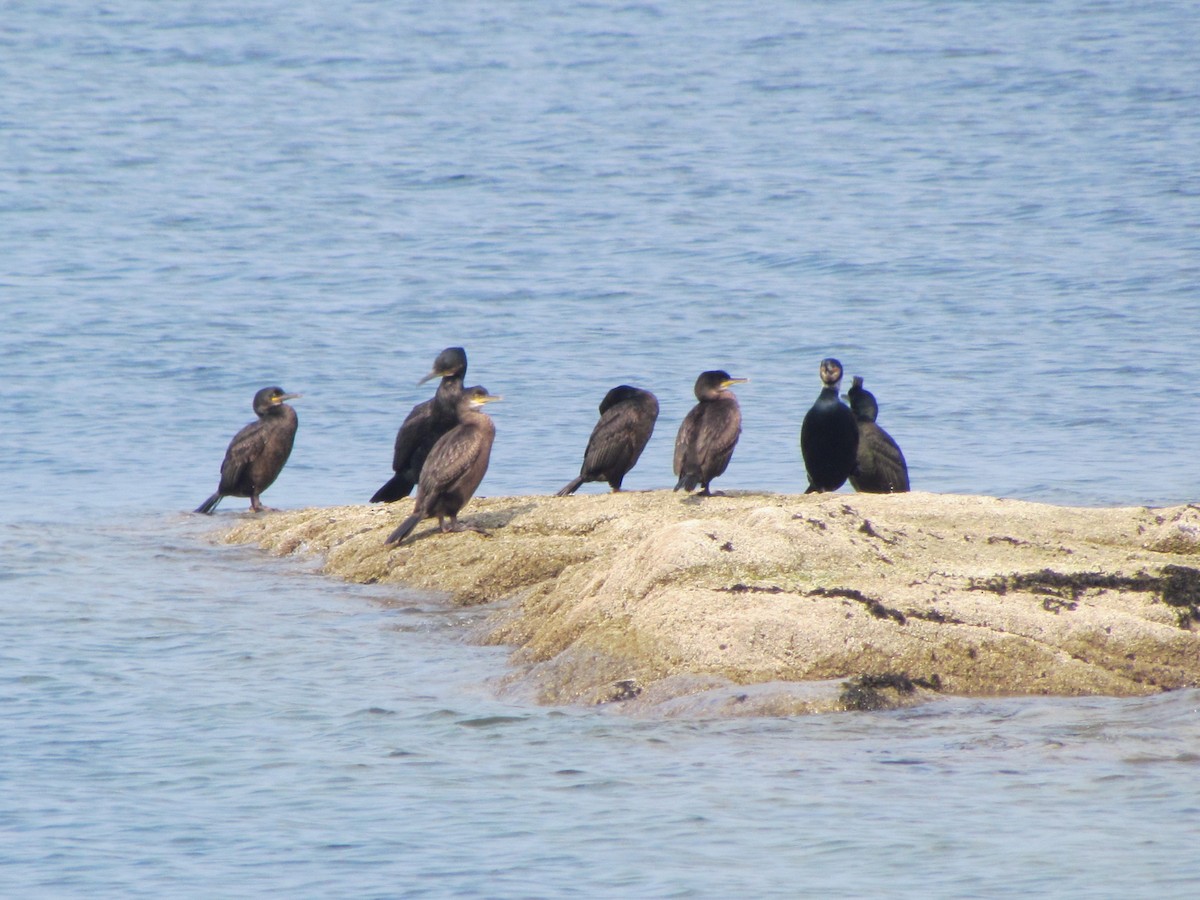 Cormorán Moñudo - ML26067091