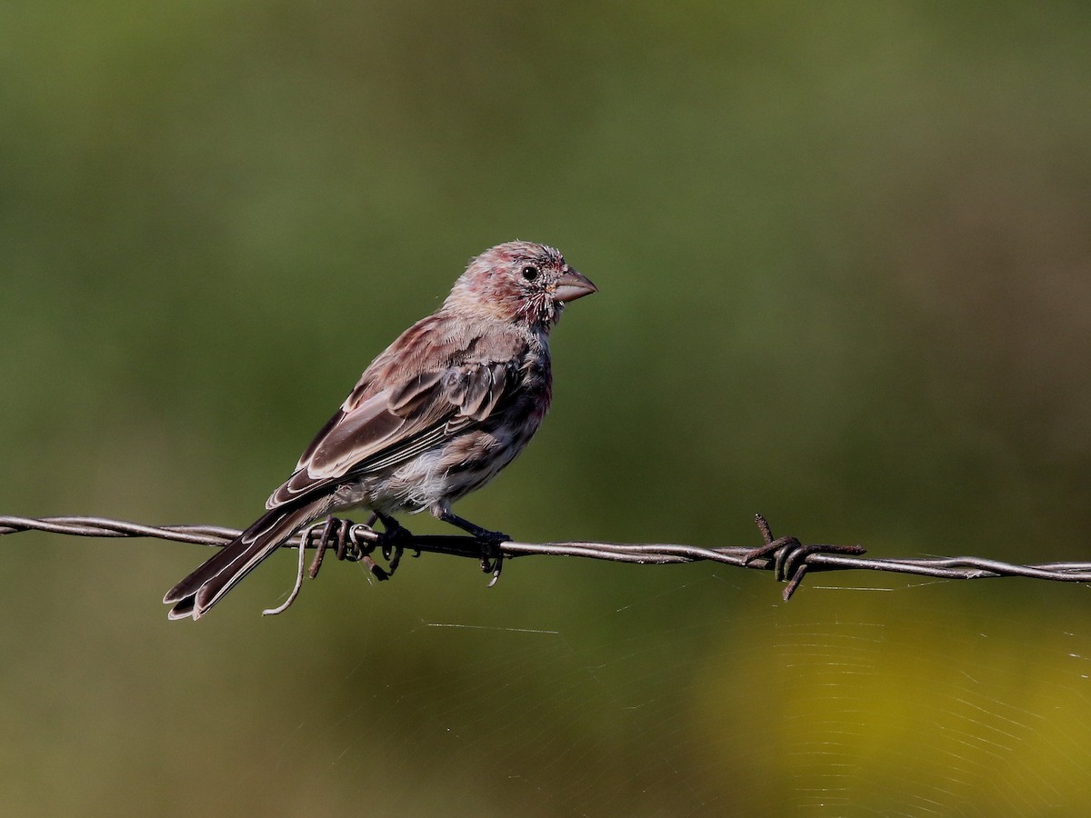 House Finch - ML260671871