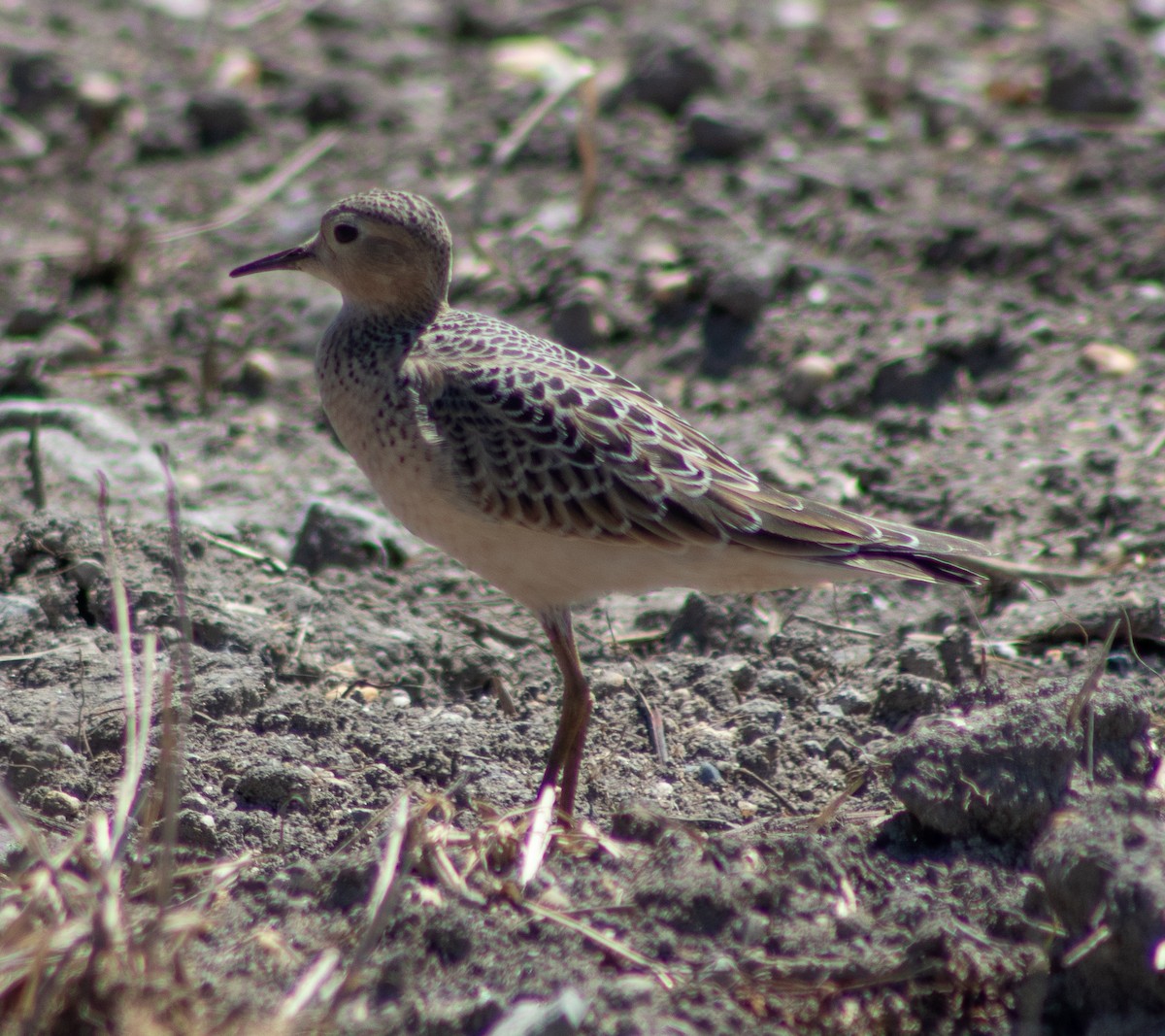 Buff-breasted Sandpiper - ML260672251