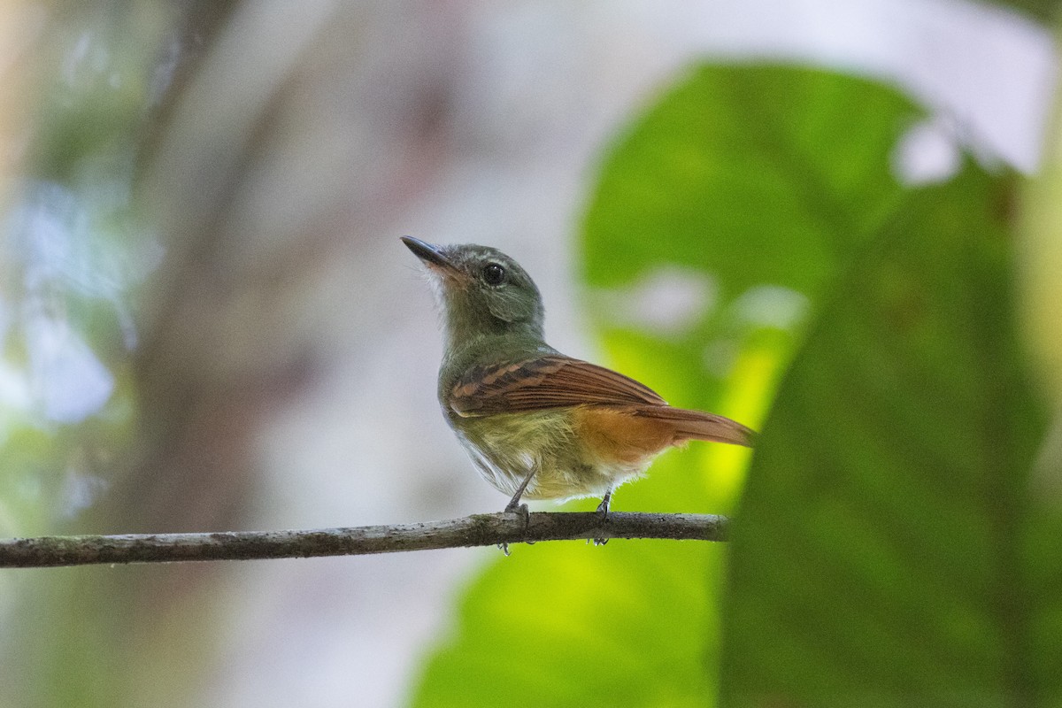 Rufous-tailed Flatbill - ML260673411