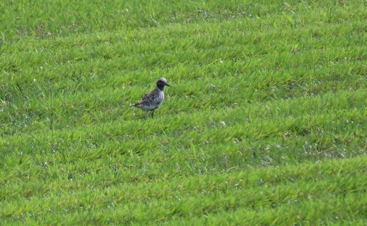 Black-bellied Plover - Susan Young