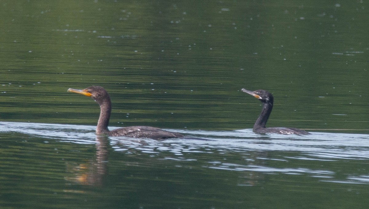 Neotropic Cormorant - Joel Strong