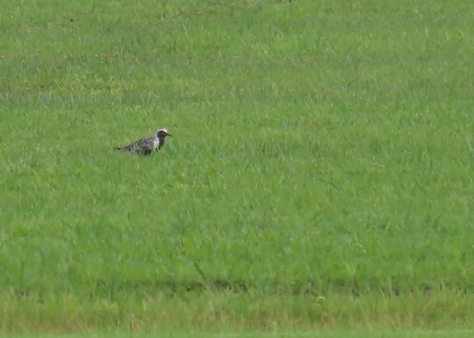 Black-bellied Plover - ML260673971