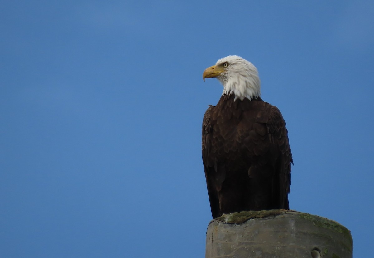 Bald Eagle - ML260674011