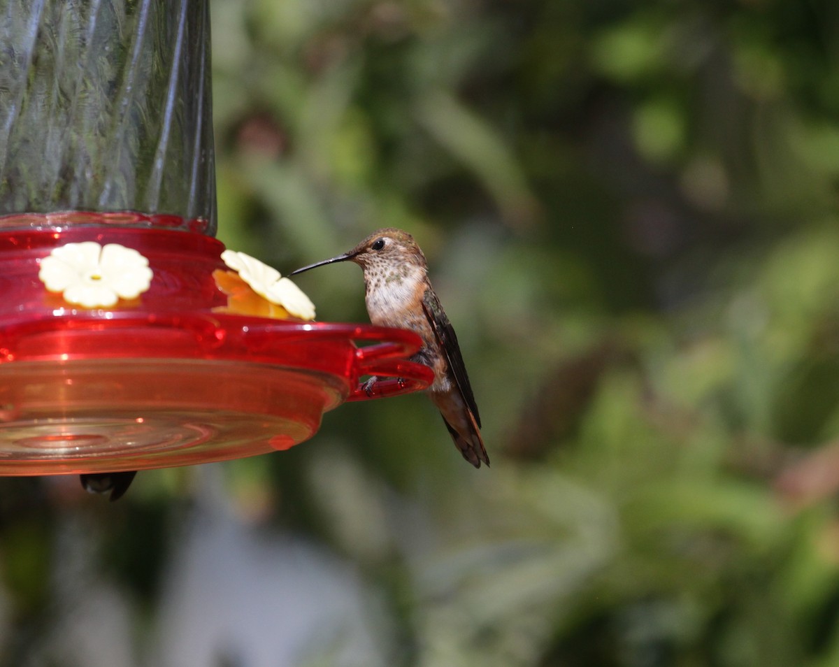 Rufous Hummingbird - ML260674031