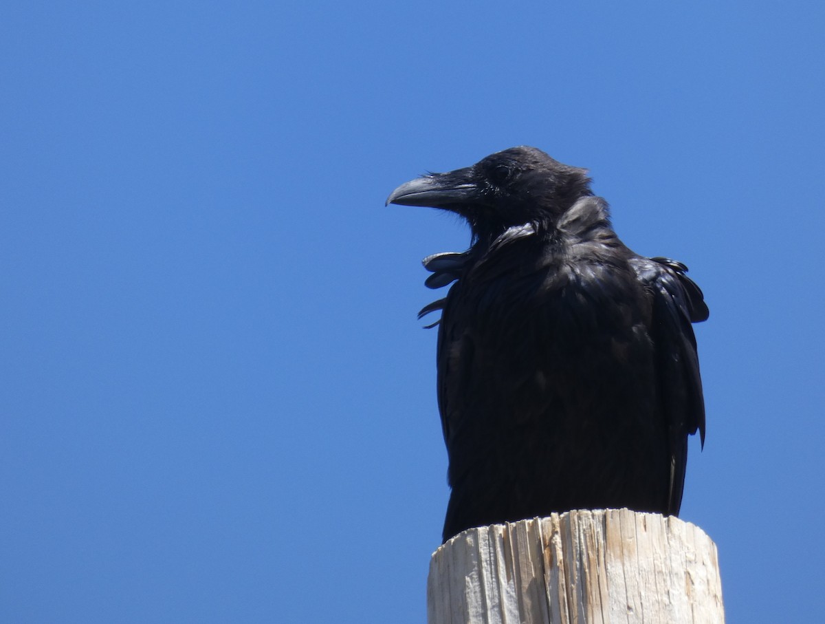 Common Raven - ML260674221